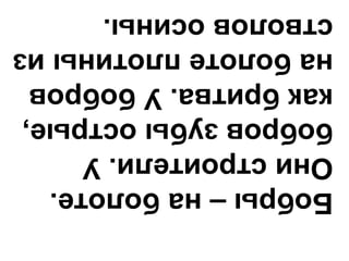 Бобры–наболоте.
Онистроители.У
бобровзубыострые,
какбритва.Убобров
наболотеплотиныиз
стволовосины.
 