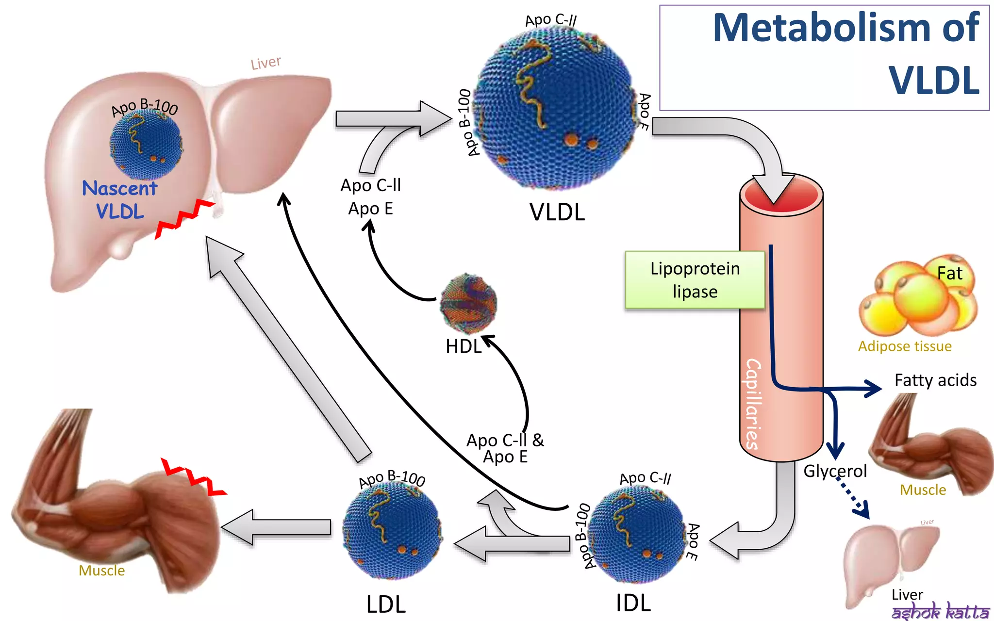 Lipoprotein metabolism - (transport of lipids in the Blood) | PPSX