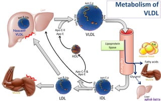 Lipoprotein metabolism - (transport of lipids in the Blood) | PPSX