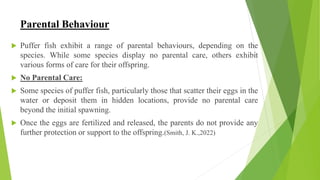 Puffer fish introduction, Morphology and its behaviour characteristics ...