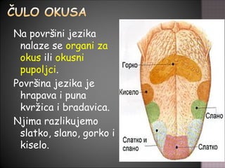 ulni Organi Kod ovjeka Nastavn Apriprema Za Razrednu Nastavu PPT ulni-organi-kod-ovjeka-nastavn-apriprema-za-razrednu-nastavu-ppt