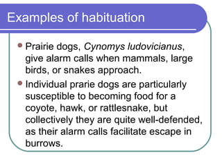 Examples of habituation
Prairie dogs, Cynomys ludovicianus,
give alarm calls when mammals, large
birds, or snakes approach.
Individual prarie dogs are particularly
susceptible to becoming food for a
coyote, hawk, or rattlesnake, but
collectively they are quite well-defended,
as their alarm calls facilitate escape in
burrows.
 