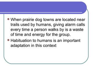 When prairie dog towns are located near
trails used by humans, giving alarm calls
every time a person walks by is a waste
of time and energy for the group.
Habituation to humans is an important
adaptation in this context
 