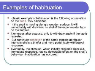 Examples of habituation
 classic example of habituation is the following observation
on the snail Helix albolabris.
 If the snail is moving along a wooden surface, it will
immediately withdraw into its shell if the experimenter taps
on the surface.
 It emerges after a pause, only to withdraw again if the tap is
repeated.
 But continued repetition of the same tapping at regular
intervals elicits a briefer and more perfunctory withdrawal
response.
 Eventually, the stimulus, which initially elicited a clear-cut,
immediate response, has no detectable effect on the snail’s
behaviour. Habituation has occurred.
 
