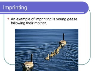 Imprinting
 An example of imprinting is young geese
following their mother.
 