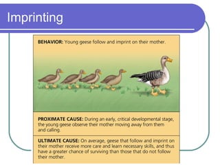 Imprinting
 
