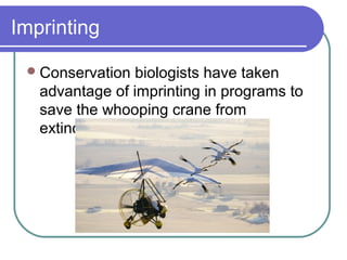 Imprinting
Conservation biologists have taken
advantage of imprinting in programs to
save the whooping crane from
extinction.
 
