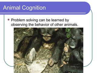 Animal Cognition
 Problem solving can be learned by
observing the behavior of other animals.
 