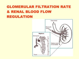 GLOMERULAR FILTRATION RATE & RENAL  В LOOD FLOW REGULATION 