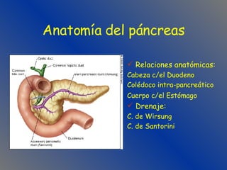 Anatomía del páncreas Relaciones anatómicas: Cabeza c/el Duodeno Colédoco intra-pancreático Cuerpo c/el Estómago   Drenaje: C. de Wirsung C. de Santorini 