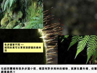 在紐西蘭裡有很多步道小徑 ,  裡面有許多雨林的植物 ,  就算在嚴冬裡 ,  依舊綠意盎然 !! 各步道皆不同 ~~ 相同的是可以享受到舒服的森林浴 