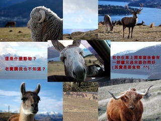 若你在車上開車窗後會有 一群驢兄過來跟你問好 ( 其實是要食物  ^^) 這是什麼動物 ? 老實講我也不知道 ? 