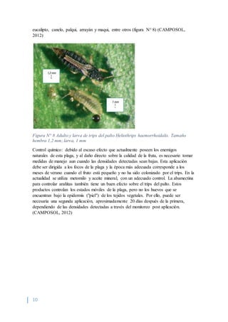 10
eucalipto, canelo, palqui, arrayán y maqui, entre otros (figura N° 8) (CAMPOSOL,
2012)
Figura N° 8 Adulto y larva de trips del palto Heliothrips haemorrhoidalis. Tamaño
hembra 1,2 mm; larva, 1 mm
Control químico: debido al escaso efecto que actualmente poseen los enemigos
naturales de esta plaga, y al daño directo sobre la calidad de la fruta, es necesario tomar
medidas de manejo aun cuando las densidades detectadas sean bajas. Esta aplicación
debe ser dirigida a los focos de la plaga y la época más adecuada corresponde a los
meses de verano cuando el fruto está pequeño y no ha sido colonizado por el trips. En la
actualidad se utiliza metomilo y aceite mineral, con un adecuado control. La abamectina
para controlar arañitas también tiene un buen efecto sobre el trips del palto. Estos
productos controlan los estados móviles de la plaga, pero no los huevos que se
encuentran bajo la epidermis ("piel") de los tejidos vegetales. Por ello, puede ser
necesaria una segunda aplicación, aproximadamente 20 días después de la primera,
dependiendo de las densidades detectadas a través del monitoreo post aplicación.
(CAMPOSOL, 2012)
 