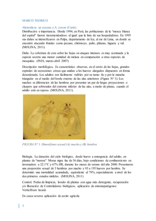 3
MARCO TEORICO
Aleurodicus sp cercana a A. cocois (Curtis)
Distribución e importancia. Desde 1994, en Perú, las poblaciones de la “mosca blanca
del espiral” fueron incrementándose al igual que la lista de sus hospedadores. En 1995
sus daños se intensificaron en Palpa, departamento de Ica, al sur de Lima, en donde se
encontró atacando frutales como pecano, chirimoyo, palto, plátano, higuera y vid.
(MOLINA, 2011).
Daño. La cobertura de cera sobre las hojas en ataques intensos es muy acentuada y la
especie secreta una menor cantidad de melaza en comparación a otras especies de
mosquitas. (INIA, marzo-abril 2007)
Descripción morfológica. Es característico observar, en el envés de las hojas, grandes
espirales de secreciones céreas que anidan a los huevos alargados dispuestos en forma
desordenada. Los adultos son fácilmente visibles por su tama- ño y por la mancha
triangular en el medio del borde externo de las alas anteriores (Figura N° 1). Los
machos se diferencian de las hembras por presentar un par de largas proyecciones o
claspers que sobresalen del extremo inferior de las alas, a modo de pinzas, cuando el
adulto está en reposo. (MOLINA, 2011).
FIGURA N° 1. Dimorfismo sexual (A) macho y (B) hembra
Biología. La duración del ciclo biológico, desde huevo a emergencia del adulto, en
plantas de “morera” Morus nigra fue de 56 días, bajo condiciones de confinamiento en
invernadero a 22.1°C y 67% HR, durante los meses de verano del año 2000. Presentaron
una proporción sexual de 3 hembras por macho y 93 a 195 huevos por hembra. Se
determinó una mortalidad acumulada, equivalente al 79%, especialmente a nivel de los
dos primeros estados ninfales. (MOLINA, 2011)
Control. Podas de limpieza, lavado de plantas con agua más detergente, recuperación
y/o liberación de Controladores biológicos, aplicación de entomopatógenos:
Verticillium lecanii
En casos severos aplicación de aceite agrícola.
 