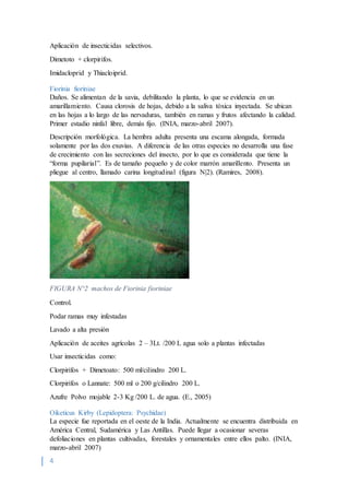 4
Aplicación de insecticidas selectivos.
Dimetoto + clorpirifos.
Imidacloprid y Thiacloiprid.
Fiorinia fioriniae
Daños. Se alimentan de la savia, debilitando la planta, lo que se evidencia en un
amarillamiento. Causa clorosis de hojas, debido a la saliva tóxica inyectada. Se ubican
en las hojas a lo largo de las nervaduras, también en ramas y frutos afectando la calidad.
Primer estadio ninfal libre, demás fijo. (INIA, marzo-abril 2007).
Descripción morfológica. La hembra adulta presenta una escama alongada, formada
solamente por las dos exuvias. A diferencia de las otras especies no desarrolla una fase
de crecimiento con las secreciones del insecto, por lo que es considerada que tiene la
“forma pupilarial”. Es de tamaño pequeño y de color marrón amarillento. Presenta un
pliegue al centro, llamado carina longitudinal (figura N|2). (Ramires, 2008).
FIGURA N°2 machos de Fiorinia fioriniae
Control.
Podar ramas muy infestadas
Lavado a alta presión
Aplicación de aceites agrícolas 2 – 3Lt. /200 L agua solo a plantas infectadas
Usar insecticidas como:
Clorpirifos + Dimetoato: 500 ml/cilindro 200 L.
Clorpirifos o Lannate: 500 ml o 200 g/cilindro 200 L.
Azufre Polvo mojable 2-3 Kg /200 L. de agua. (E., 2005)
Oiketicus Kirby (Lepidoptera: Psychidae)
La especie fue reportada en el oeste de la India. Actualmente se encuentra distribuida en
América Central, Sudamérica y Las Antillas. Puede llegar a ocasionar severas
defoliaciones en plantas cultivadas, forestales y ornamentales entre ellos palto. (INIA,
marzo-abril 2007)
 