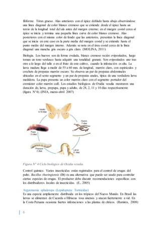 6
filiforme. Tórax grueso. Alas anteriores con el ápice doblado hasta abajo observándose
una línea diagonal de color blanco cremoso que se extiende desde el ápice hasta un
tercio de la longitud total del ala antes del margen externo; en el margen costal cerca al
ápice se inicia y termina una pequeña línea curva de color blanco cremoso. Alas
posteriores con el mismo color de fondo que las anteriores, presentan la línea diagonal
que se inicia en este caso en la parte media del margen costal y se extiende hasta el
punto medio del margen interno. Además se nota en el área costal cerca de la línea
diagonal una mancha gris oscuro a gris claro. (MOLINA, 2011)
Biología. Los huevos son de forma ovalada, blanco cremoso recién ovipositados, luego
toman un tono verdusco hasta adquirir una tonalidad granate. Son ovipositados uno tras
otro a lo largo del tallo o en el fruto de este cultivo, cuando la infestación es alta. La
larva madura llega a medir de 55 a 60 mm. de longitud, marrón claro, con espiráculos y
crochets de propatas marrón oscuro. Se observa un par de propatas abdominales
ubicadas en el sexto segmento y un par de propatas anales, típica de una verdadera larva
medidora. La pupa presenta un color marrón claro con el segmento portador del
cremáster color marrón café. Los estadíos biológicos de Oxidia vesulia mostraron una
duración de, larva, prepupa, pupa y adulto, de 28, 2, 11 y 10 días respectivamente
(figura N°4). (INIA, marzo-abril 2007)
Figura N° 4 Ciclo biológico de Oxidia vesulia.
Control químico. Varios insecticidas están registrados para el control de orugas del
palto. Bacillus thuringiensis (Bt) es una alternativa que puede ser usado para controlar
ciertas especies de orugas. El productor debe discutir recomendaciones específicas con
los distribuidores locales de insecticidas. (E., 2005)
Argyrotaenia sphaleropa (Lepidoptera: Tortricidae)
Es una especie ampliamente distribuida en los trópicos del Nuevo Mundo. En Brasil las
larvas se alimentan de Cucarda o Hibiscus rosa sinensis y atacan fuertemente a vid. En
la Costa Peruana ocasiona fuertes infestaciones a las plantas de cítricos. (Ramires, 2008)
 