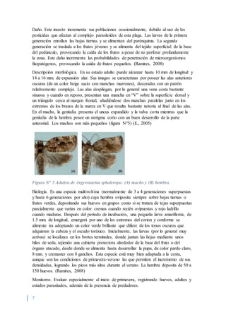 7
Daño. Este insecto incrementa sus poblaciones ocasionalmente, debido al uso de los
pesticidas que afectan al complejo parasitoides de esta plaga. Las larvas de la primera
generación enrollan las hojas tiernas y se alimentan del parénquima. La segunda
generación se traslada a los frutos jóvenes y se alimenta del tejido superficial de la base
del pedúnculo, provocando la caída de los frutos a pesar de no perforar profundamente
la zona. Este daño incrementa las probabilidades de penetración de microorganismos
fitopatógenos, provocando la caída de frutos pequeños. (Ramires, 2008)
Descripción morfológica. En su estado adulto puede alcanzar hasta 10 mm de longitud y
14 a 16 mm. de expansión alar. Sus imagos se caracterizan por poseer las alas anteriores
oscuras (de un color beige sucio con manchas marrones), decoradas con un patrón
relativamente complejo. Las alas despliegan, por lo general una vena costa bastante
sinuosa y cuando en reposo, presentan una mancha en “V” sobre la superficie dorsal y
un triángulo cerca al margen frontal, añadiéndose dos manchas paralelas justo en los
extremos de los brazos de la marca en V que resulta bastante notoria al final de las alas.
En el macho, la genitalia presenta el uncus expandido y la valva corta mientras que la
genitalia de la hembra posee un sterigma corto con un buen desarrollo de la parte
anteostial. Los machos son más pequeños (figura N°5) (E., 2005)
Figura N° 5 Adultos de Argyrotaenia sphaleropa: (A) macho y (B) hembra.
Biología. Es una especie multivoltina (normalmente de 3 a 4 generaciones superpuestas
y hasta 6 generaciones por año) cuya hembra oviposita siempre sobre hojas tiernas o
frutos verdes, depositando sus huevos en grupos como si se tratara de tejas superpuestas
parcialmente que varían en color: cremas cuando recién ovipuestas y rojo ladrillo
cuando maduras. Después del período de incubación, una pequeña larva amarillenta, de
1.5 mm. de longitud, emergerá por uno de los extremos del corion y conforme se
alimente ira adoptando un color verde brillante que difiere de los tonos oscuros que
adquieren la cabeza y el escudo toráxico. Inicialmente, las larvas (por lo general muy
activas) se localizan en los brotes terminales, donde juntan las hojas mediante unos
hilos de seda, tejiendo una cubierta protectora alrededor de la base del fruto o del
órgano atacado, desde donde se alimenta hasta desarrollar la pupa, de color pardo claro,
8 mm. y cremaster con 8 ganchos. Esta especie está muy bien adaptada a la costa,
aunque son las condiciones de primavera-verano las que permiten el incremento de sus
densidades, logrando los picos más altos durante el verano. La hembra deposita de 50 a
150 huevos. (Ramires, 2008)
Monitoreo. Evaluar especialmente al inicio de primavera, registrando huevos, adultos y
estados parasitados, además de la presencia de predadores.
 