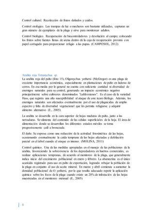 8
Control cultural. Recolección de frutos dañados y caídos.
Control etológico. Las trampas de luz o mecheros son bastante utilizadas, capturan un
gran número de ejemplares de la plaga y sirve para monitorear adultos.
Control biológico. Recuperación de biocontroladores y devolución al campo; colocando
los frutos sobre fuentes llenas de arena dentro de la caja de recuperación provista con
papel corrugado para proporcionar refugio a las pupas. (CAMPOSOL, 2012)
Arañita roja Tetranychus sp.
La arañita roja del palto (foto 15), Oligonychus yothersi (McGregor) es una plaga de
creciente importancia económica, especialmente en plantaciones de palto en laderas de
cerros. En esa media por lo general no cuenta con suficiente cantidad ni diversidad de
enemigos naturales para su control, generando un impacto económico negativo
principalmente sobre cultivares denominados "californianos". Es el caso de la variedad
Hass, que registra una alta susceptibilidad al ataque de este ácaro fitófago. Además, los
enemigos naturales son afectados eventualmente por el uso de plaguicidas de amplio
espectro y falta de diversidad vegetacional que les permita refugiarse y adquirir
alimento alternativo (E., 2005)
La arañita se desarrolla en la cara superior de hojas maduras de palto, junto a las
nervaduras. Se alimenta del contenido de las células superficiales de la hoja. El área de
alimentación donde se desarrollan los diferentes estados móviles se torna
progresivamente café a bronceada.
El daño. Se expresa como una reducción de la actividad fotosintética de las hojas,
ocasionando eventualmente la caída temprana de las hojas afectadas y defoliación
parcial en el árbol cuando el ataque es intenso. (MOLINA, 2011)
Control químico. Una de las medidas apropiadas en el manejo de las poblaciones de la
arañita, favoreciendo la sobrevivencia de los depredadores en huertos comerciales, es
realizar aplicaciones tempranas, de acuerdo al monitoreo de la plaga, que generalmente
indica inicio del crecimiento poblacional en enero y febrero. La abamectina es el único
acaricida registrado para uso en palto de exportación, logrando rebajar la población de
la plaga en conjunto al uso de aceite mineral. En marzo y abril comienza a aumentar la
densidad poblacional de O. yothersi, por lo que resulta adecuado repetir la aplicación
química sobre los focos de la plaga cuando existe un 20% de infestación de las hojas
muestreadas en el monitoreo mensual (E., 2005)
 