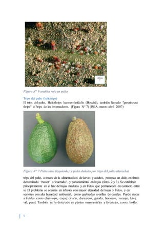 9
Figura N° 6 arañita roja en palto
Trips del palto (heliotrips)
El trips del palto, Heliothrips haemorrhoidalis (Bouché), también llamado "greenhouse
thrips" o "trips de los invernaderos. (Figura N° 7) (INIA, marzo-abril 2007)
Figura N° 7 Palta sana (izquierda) y palta dañada por trips del palto (derecha)
trips del palto, a través de la alimentación de larvas y adultos, provoca un daño en frutos
denominado "russet" o "cuerudo", y pardeamiento en hojas (fotos 2 y 3). Se establece
principalmente en el haz de hojas maduras y en frutos que permanecen en contacto entre
sí. El problema se acentúa en árboles con mayor densidad de hojas y frutos, y en
sectores con alta humedad ambiental, como quebradas u orillas de canales. Puede atacar
a frutales como chirimoyo, caqui, ciruelo, duraznero, guindo, limonero, naranjo, kiwi,
vid, peral. También se ha detectado en plantas ornamentales y forestales, como, boldo,
 