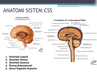 ANATOMI SISTEM CSS
1. Ventrikel Lateral
2. Ventrikel Tertius
3. Ventrikel Quartus
4. Ruang Subaraknoid
5. Sinus Sagitalis Superior
 