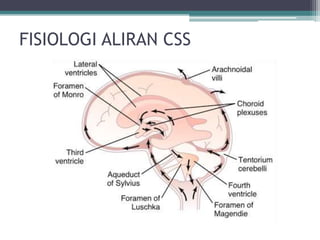 FISIOLOGI ALIRAN CSS
 