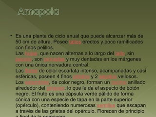 Es una planta de ciclo anual que puede alcanzar más de 50 cm de altura. Posee  tallos  erectos y poco ramificados con finos pelillos. Las  hojas , que nacen alternas a lo largo del  tallo , sin  peciolo , son  pinnadas  y muy dentadas en los márgenes con una única nervadura central. Las  flores  de color escarlata intenso, acampanadas y casi esféricas, poseen 4 finos  pétalos  y 2  sépalos  vellosos. Los  estambres , de color negro, forman un  racimo  anillado alrededor del  gineceo , lo que le da el aspecto de botón negro. El fruto es una cápsula verde pálido de forma cónica con una especie de tapa en la parte superior (opérculo), conteniendo numerosas  semillas  que escapan a través de las grietas del opérculo. Florecen de principio a final de la primavera. 