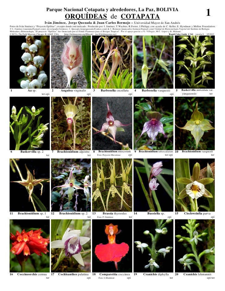 Cotapata orquideas  Slide 1