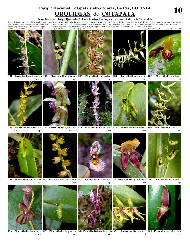 Cotapata orquideas  Slide 10