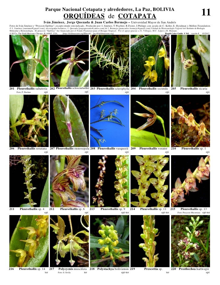 Cotapata orquideas  Slide 11
