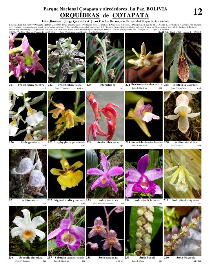 Cotapata orquideas  Slide 12