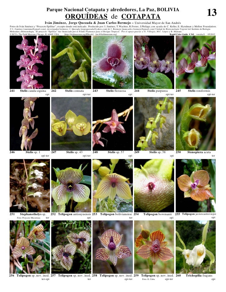 Cotapata orquideas  Slide 13