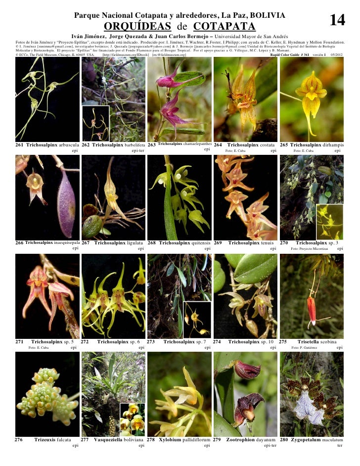 Cotapata orquideas  Slide 14