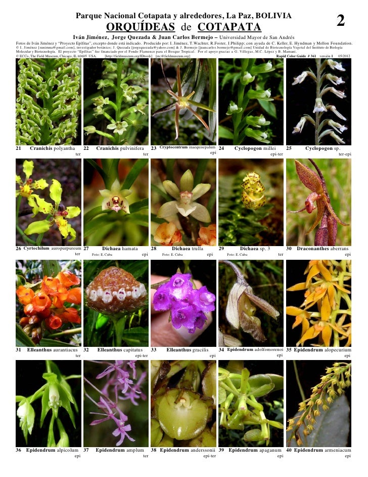 Cotapata orquideas  Slide 2