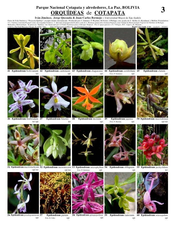 Cotapata orquideas  Slide 3