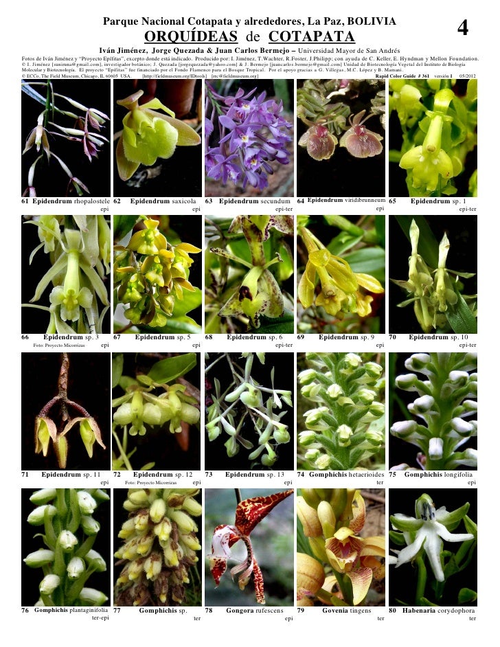 Cotapata orquideas  Slide 4