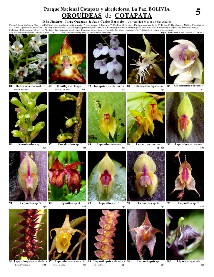 Cotapata orquideas  Slide 5