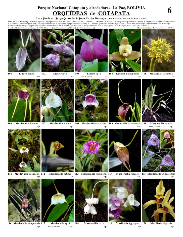 Cotapata orquideas  Slide 6