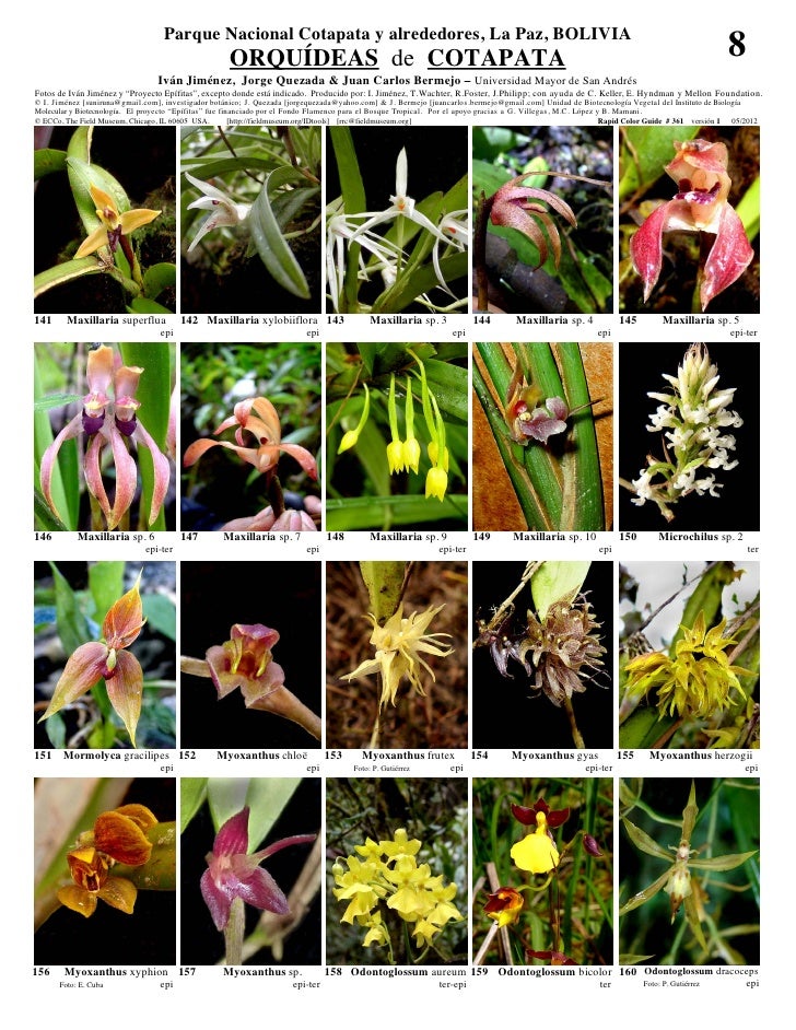 Cotapata orquideas  Slide 8