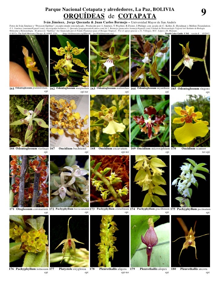 Cotapata orquideas  Slide 9