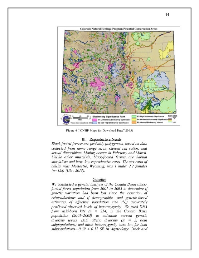 Black-footed ferret research paper