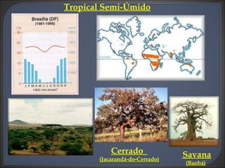 Tropical Semi-Úmido Cerrado  (Jacarandá-do-Cerrado) Savana  (Baobá) 