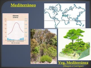 Mediterrâneo Veg. Mediterrânea  (Maquis e Garrigue) 