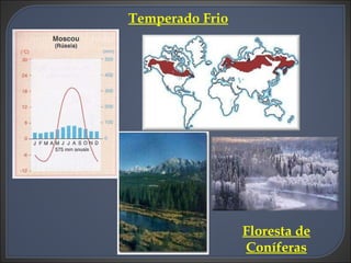 Temperado Frio Floresta de Coníferas 