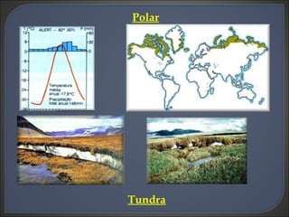 Polar Tundra 
