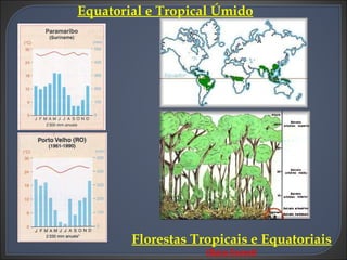 Equatorial e Tropical Úmido Florestas Tropicais e Equatoriais  ( Rain Forest ) 