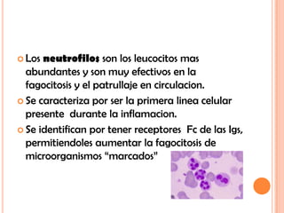 Los neutrofilos son los leucocitos mas abundantes y son muy efectivos en la fagocitosis y el patrullaje en circulacion.,[object Object],Se caracteriza por ser la primera linea celular presente  durante la inflamacion.,[object Object],Se identifican por tener receptores  Fc de las Igs, permitiendoles aumentar la fagocitosis de microorganismos “marcados”,[object Object]