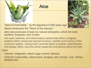  “plant of immortality,” by the Egyptians 6,000 years ago.
 Native Americans the “Wand of the Heaven.”
 aloe vera produces at least six natural antiseptics, which kill mold,
bacteria, funguses, and viruses.
 Anti-ulcer, laxatives, anti-inflammatory, bactericidal effect, analgesic,
sedative effect; enhanced visceral functions, stability and function of the
endocrine system ; strong heart, promote blood circulation, detoxification,
anti-allergic effect, has anti-cancer properties and destroy abnormal cells.
Uses:
 Internal: indigestion, blood sugar control, detoxes
 External: Insect bites, minor burns, scrapes, skin viruses, cuts, rashes,
athletes foot
Aloe
 