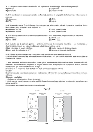 114
20.1. A etapa da síntese proteica evidenciada nas experiências de Nirenberg e Matthaei é designada por
(A) tradução.
(B) transcrição.
(C) replicação.
(D) processamento.
20.2. De acordo com os resultados registados na Tabela 2, a síntese de um péptido de fenilalanina é independente da
presença
(A) ribossomas.
(B) ATP.
(C) DNA.
(D) poli-U.
20.3. As experiências de Gobind Khorana demonstraram que a informação utilizada diretamente na síntese de um
péptido se encontra na sequência de conjuntos de
(A) três bases do DNA.
(B) três bases do RNA.
(C) duas bases do DNA.
(D) duas bases do RNA.
20.4. Os tRNA que transportam os aminoácidos fenilalanina e lisina apresentam, respetivamente, os anticodões
(A) UUU e AAA.
(B) AAA e TTT.
(C) TTT e AAA.
(D) AAA e UUU.
20.5. Mutantes de E. coli sem porinas – proteínas intrínsecas da membrana plasmática – são resistentes ao
cloranfenicol, indiciando que a penetração desta substância na bactéria ocorre
(A) por intermédio de canais hidrófilos.
(B) com gasto de moléculas de ATP.
(C) contra o gradiente de concentração.
(D) através da bicamada fosfolipídica.
20.6. Estudos recentes mostram que a puromicina pode ser utilizada como agente antitumoral.
Explique, fazendo referência aos resultados registados na Tabela 2, por que razão a puromicina pode ser utilizável no
tratamento de tumores.
21. Nos mamíferos, a hormona antidiurética, ADH, liga-se a recetores na membrana das células epiteliais dos tubos
coletores e desencadeia uma sequência de reações intracelulares de regulação das aquaporinas, AQP-2, proteínas
membranares que intervêm no transporte da água.
No sentido de se perceber o efeito da ADH nas AQP-2, realizaram-se dois estudos.
Estudo 1
No primeiro estudo, pretendeu investigar-se o modo como a ADH intervém na regulação da permeabilidade dos tubos
coletores.
Métodos e resultados
1 – Isolaram-se tubos coletores de um rim de rato.
2 – Utilizaram-se marcadores para localizar as AQP-2 nas células dos tubos coletores, em diferentes condições – sem
ADH e com ADH.
Os resultados obtidos estão esquematizados na Figura 6.
Figura 6
 