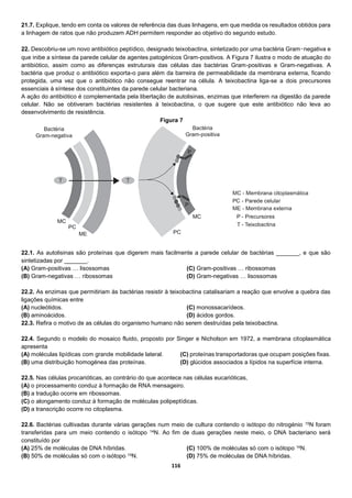 116
21.7. Explique, tendo em conta os valores de referência das duas linhagens, em que medida os resultados obtidos para
a linhagem de ratos que não produzem ADH permitem responder ao objetivo do segundo estudo.
22. Descobriu-se um novo antibiótico peptídico, designado teixobactina, sintetizado por uma bactéria Gram‑negativa e
que inibe a síntese da parede celular de agentes patogénicos Gram-positivos. A Figura 7 ilustra o modo de atuação do
antibiótico, assim como as diferenças estruturais das células das bactérias Gram-positivas e Gram-negativas. A
bactéria que produz o antibiótico exporta-o para além da barreira de permeabilidade da membrana externa, ficando
protegida, uma vez que o antibiótico não consegue reentrar na célula. A teixobactina liga-se a dois precursores
essenciais à síntese dos constituintes da parede celular bacteriana.
A ação do antibiótico é complementada pela libertação de autolisinas, enzimas que interferem na digestão da parede
celular. Não se obtiveram bactérias resistentes à teixobactina, o que sugere que este antibiótico não leva ao
desenvolvimento de resistência.
22.1. As autolisinas são proteínas que digerem mais facilmente a parede celular de bactérias _______, e que são
sintetizadas por _______.
(A) Gram-positivas … lisossomas
(B) Gram-negativas … ribossomas
(C) Gram-positivas … ribossomas
(D) Gram-negativas … lisossomas
22.2. As enzimas que permitiriam às bactérias resistir à teixobactina catalisariam a reação que envolve a quebra das
ligações químicas entre
(A) nucleótidos.
(B) aminoácidos.
(C) monossacarídeos.
(D) ácidos gordos.
22.3. Refira o motivo de as células do organismo humano não serem destruídas pela teixobactina.
22.4. Segundo o modelo do mosaico fluido, proposto por Singer e Nicholson em 1972, a membrana citoplasmática
apresenta
(A) moléculas lipídicas com grande mobilidade lateral.
(B) uma distribuição homogénea das proteínas.
(C) proteínas transportadoras que ocupam posições fixas.
(D) glúcidos associados a lípidos na superfície interna.
22.5. Nas células procarióticas, ao contrário do que acontece nas células eucarióticas,
(A) o processamento conduz à formação de RNA mensageiro.
(B) a tradução ocorre em ribossomas.
(C) o alongamento conduz à formação de moléculas polipeptídicas.
(D) a transcrição ocorre no citoplasma.
22.6. Bactérias cultivadas durante várias gerações num meio de cultura contendo o isótopo do nitrogénio 15N foram
transferidas para um meio contendo o isótopo 14N. Ao fim de duas gerações neste meio, o DNA bacteriano será
constituído por
(A) 25% de moléculas de DNA híbridas.
(B) 50% de moléculas só com o isótopo 14N.
(C) 100% de moléculas só com o isótopo 14N.
(D) 75% de moléculas de DNA híbridas.
Figura 7
 
