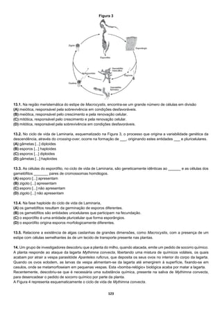 123
13.1. Na região meristemática do estipe de Macrocystis, encontra-se um grande número de células em divisão
(A) meiótica, responsável pela sobrevivência em condições desfavoráveis.
(B) meiótica, responsável pelo crescimento e pela renovação celular.
(C) mitótica, responsável pelo crescimento e pela renovação celular.
(D) mitótica, responsável pela sobrevivência em condições desfavoráveis.
13.2. No ciclo de vida de Laminaria, esquematizado na Figura 3, o processo que origina a variabilidade genética da
descendência, através do crossing-over, ocorre na formação de ___, originando estes entidades ___ e pluricelulares.
(A) gâmetas [...] diploides
(B) esporos [...] haploides
(C) esporos [...] diploides
(D) gâmetas [...] haploides
13.3. As células do esporófito, no ciclo de vida de Laminaria, são geneticamente idênticas ao ______ e as células dos
gametófitos _______ pares de cromossomas homólogos.
(A) esporo [...] apresentam
(B) zigoto [...] apresentam
(C) esporo [...] não apresentam
(D) zigoto [...] não apresentam
13.4. Na fase haploide do ciclo de vida de Laminaria,
(A) os gametófitos resultam da germinação de esporos diferentes.
(B) os gametófitos são entidades unicelulares que participam na fecundação.
(C) o esporófito é uma entidade pluricelular que forma esporângios.
(D) o esporófito origina esporos morfologicamente diferentes.
13.5. Relacione a existência de algas castanhas de grandes dimensões, como Macrocystis, com a presença de um
estipe com células semelhantes às de um tecido de transporte presente nas plantas.
14. Um grupo de investigadores descobriu que a planta do milho, quando atacada, emite um pedido de socorro químico.
A planta responde ao ataque da lagarta Mythimna convecta, libertando uma mistura de químicos voláteis, os quais
acabam por atrair a vespa parasitóide Apanteles ruficrus, que deposita os seus ovos no interior do corpo da lagarta.
Quando os ovos eclodem, as larvas da vespa alimentam-se da lagarta até emergirem à superfície, fixando-se em
casulos, onde se metamorfoseiam em pequenas vespas. Esta «bomba-relógio» biológica acaba por matar a lagarta.
Recentemente, descobriu-se que é necessária uma substância química, presente na saliva de Mythimna convecta,
para desencadear o pedido de socorro químico por parte da planta.
A Figura 4 representa esquematicamente o ciclo de vida de Mythimna convecta.
Figura 3
 